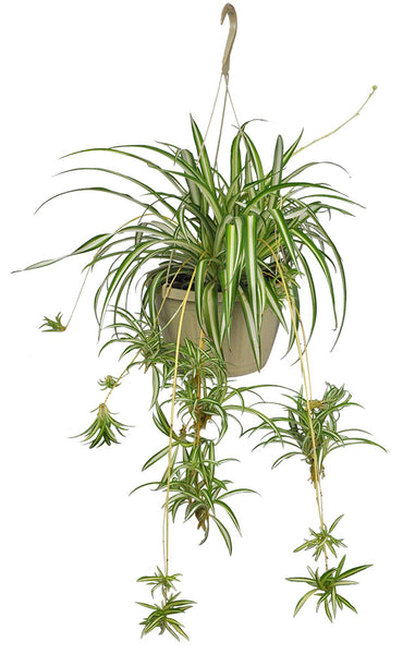 chlorophytum bouture CHLOROPHYTUM – Centre Jardin Cloutier