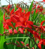 CROCOSMIA - LUCIFER