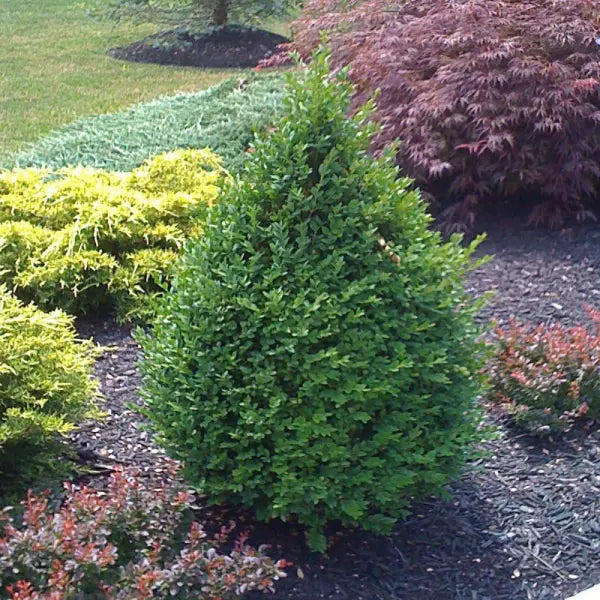 BUXUS - GREEN MOUNTAIN