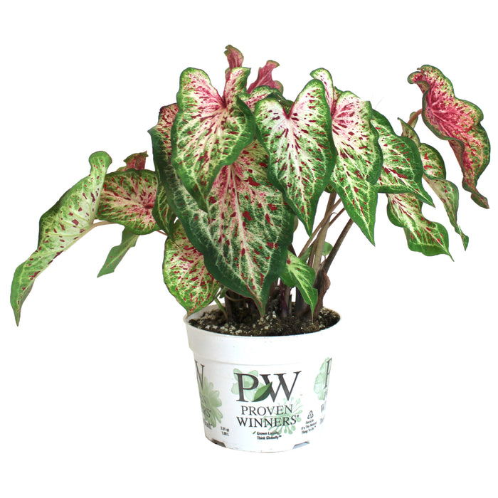 CALADIUM - HEART & SOUL
