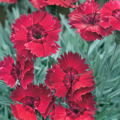 DIANTHUS FIRE STAR