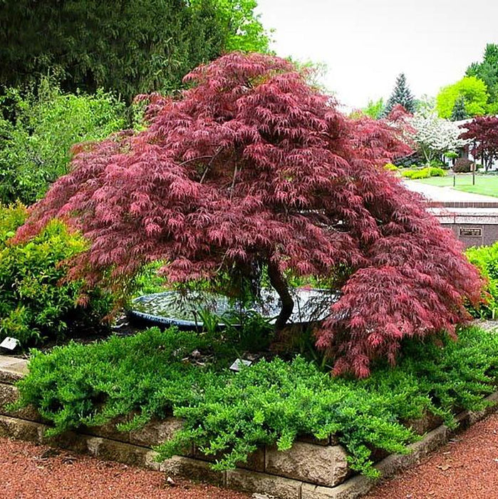 ACER PALMATUM DISSECTUM - RED DRAGON