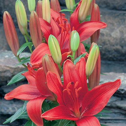 LILIUM - TINY HOPE (ASIATIQUE/ASIATIC)