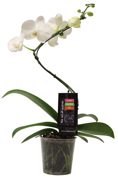 PHALAENOPSIS - HURRICANE