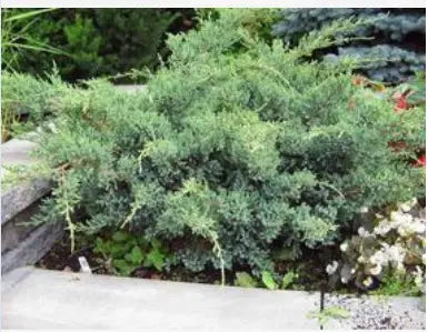 JUNIPERUS CHINENSIS - SAN JOSE