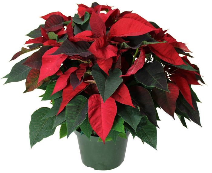 POINSETTIA ROUGE