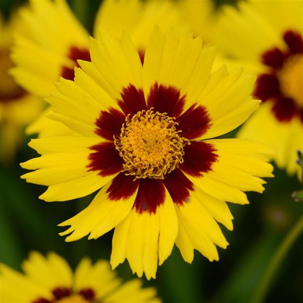COREOPSIS GRANDIFLORA - SUNKISS