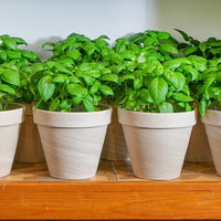 BASILIC - A GRANDES FEUILLES