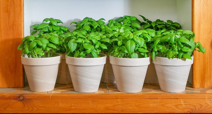 BASILIC - A GRANDES FEUILLES