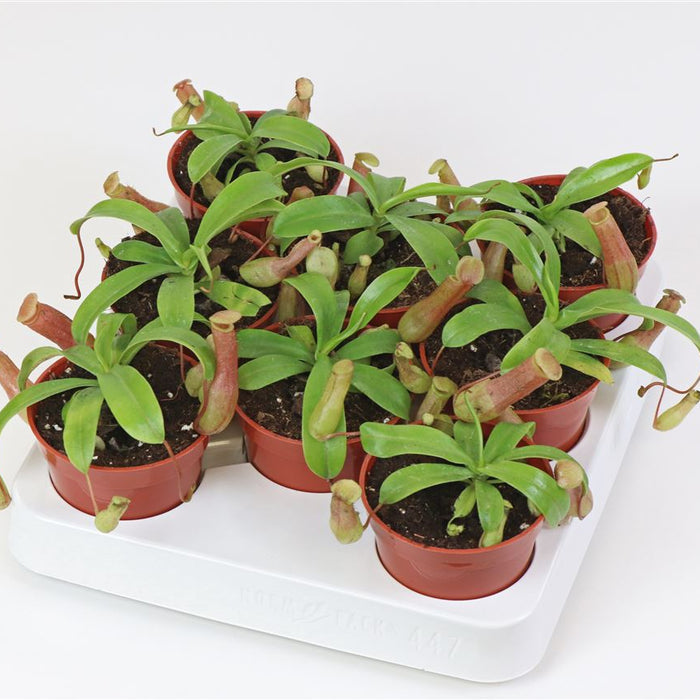 NEPENTHES