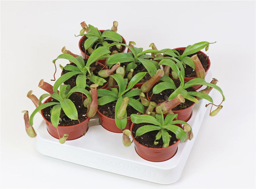 NEPENTHES - CARNIVOROUS PLANT