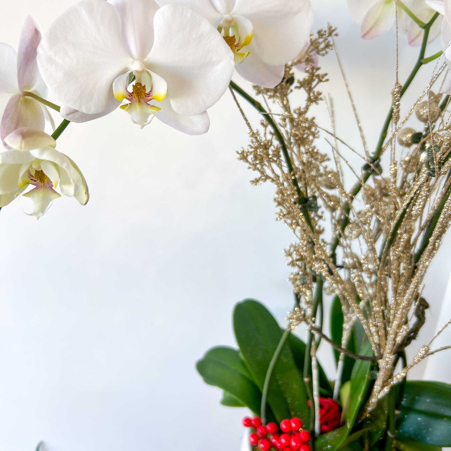 PHALAENOPSIS - FEUILLE D'OR