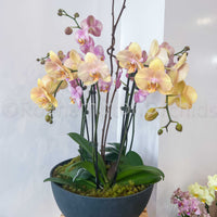 Arrangement de pierres d'onyx (4 ou 5) ARRANGEMENT PHALAENOPSIS