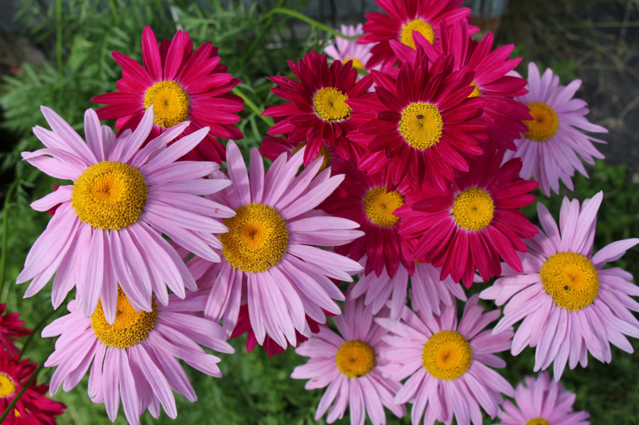 TANACETUM COCCINEUM - ROSEUS