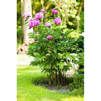 TUTEURS STANDARD Ø 7 mm