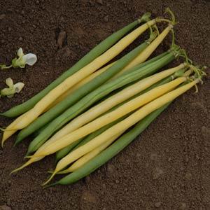 HARICOT - GOLD 'N GREEN MIX
