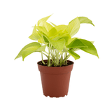 POTHOS - NEON