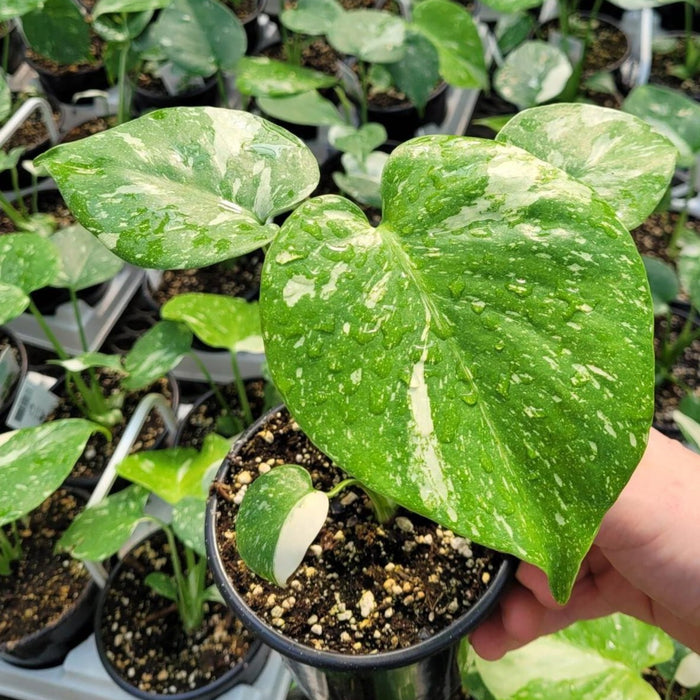 MONSTERA - THAI CONSTELLATION