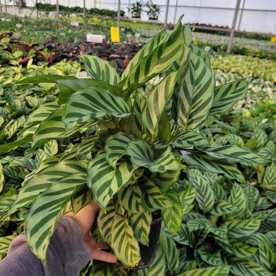 CALATHEA - FREDDIE