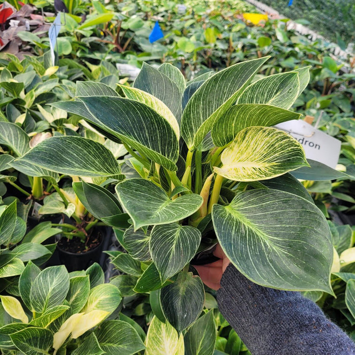 philodendron blanc et vert PHILODENDRON