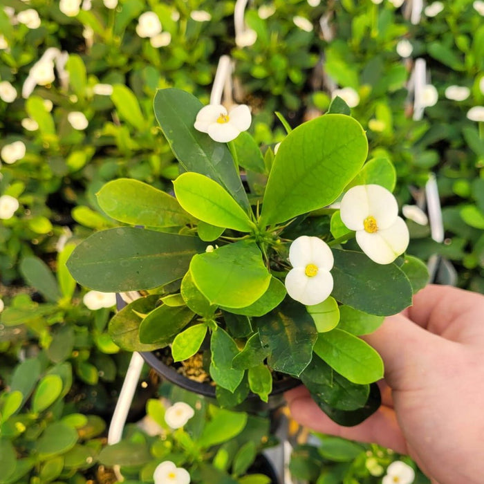 EUPHORBIA MILII - HELENA