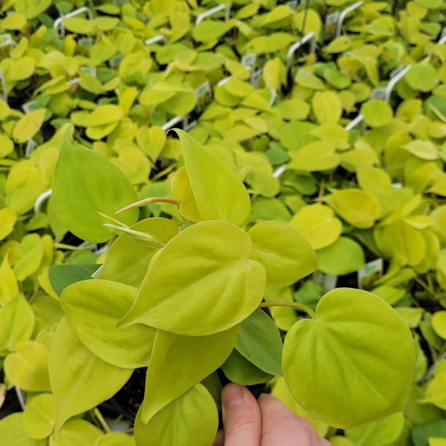 PHILODENDRON - LEMON LIME