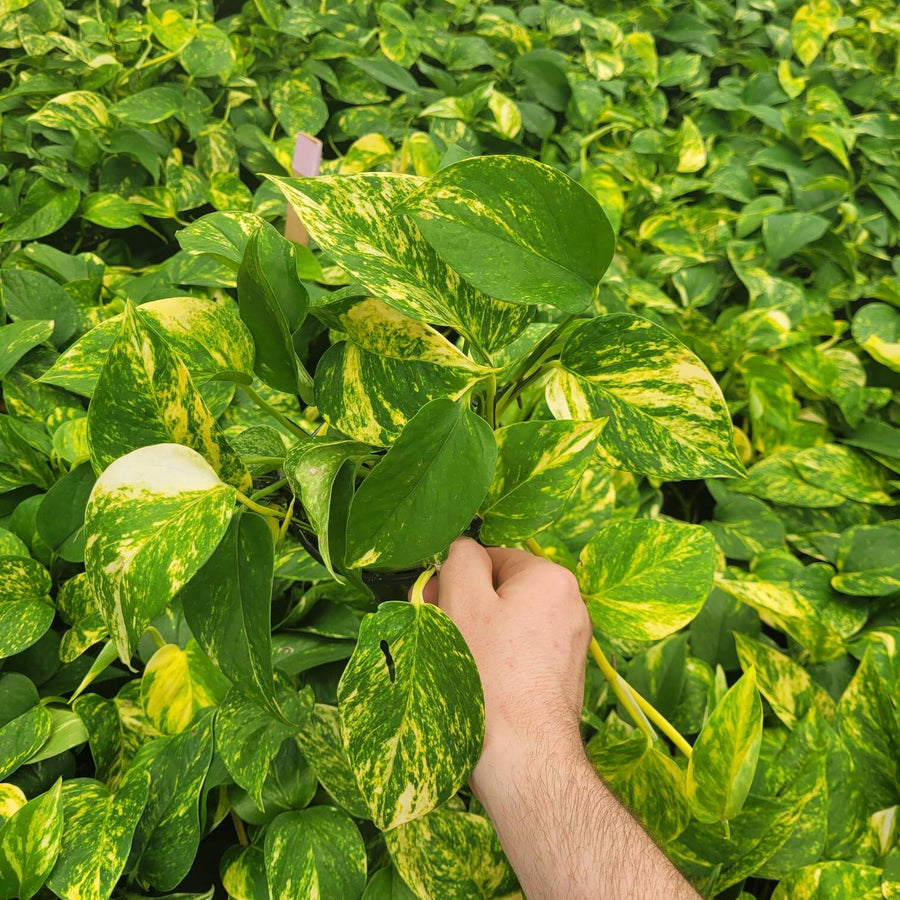 POTHOS - HAWAIIAN