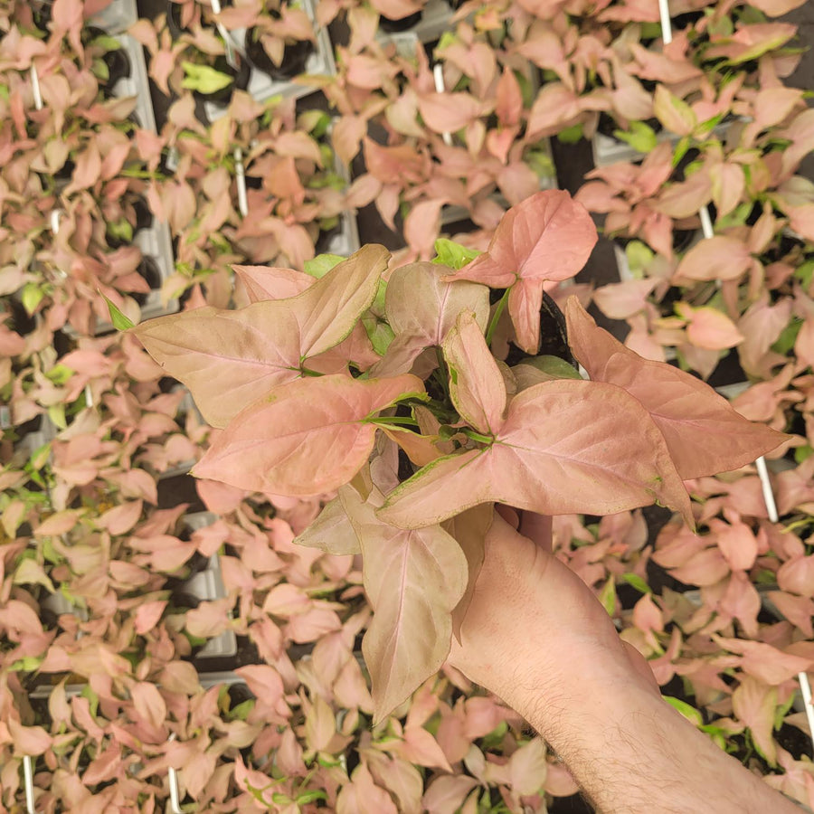 SYNGONIUM - PINK PERFECTION