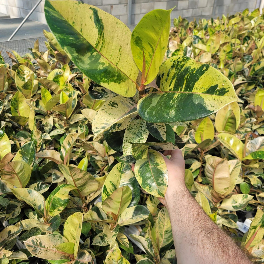 FICUS - SHIVEREANA MOONSHINE