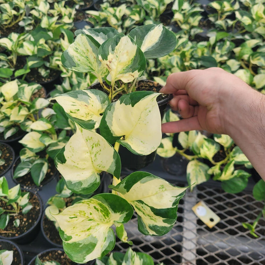 POTHOS - MANJULA