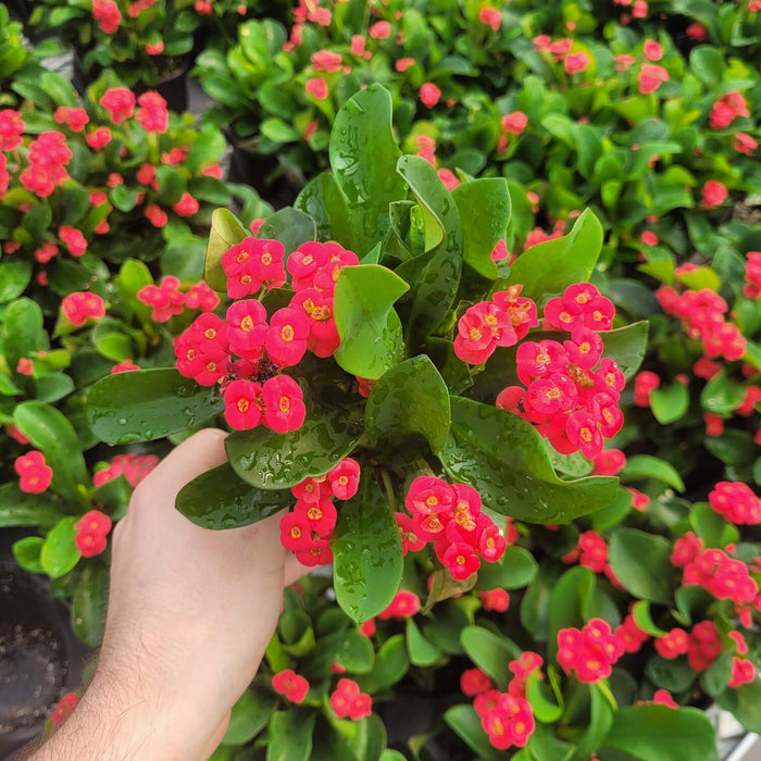 EUPHORBIA MILII - KAROLA