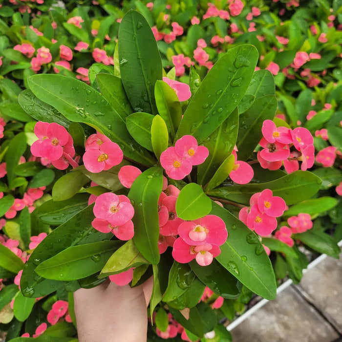 EUPHORBIA MILII - PINK CADILLAC