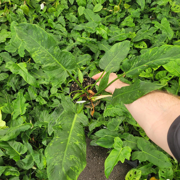 PHILODENDRON - GOLDEN DRAGON