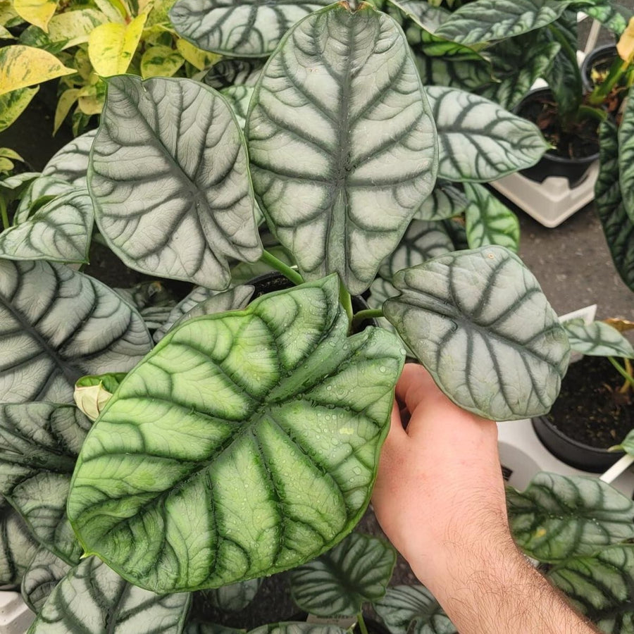 ALOCASIA - SILVER DRAGON