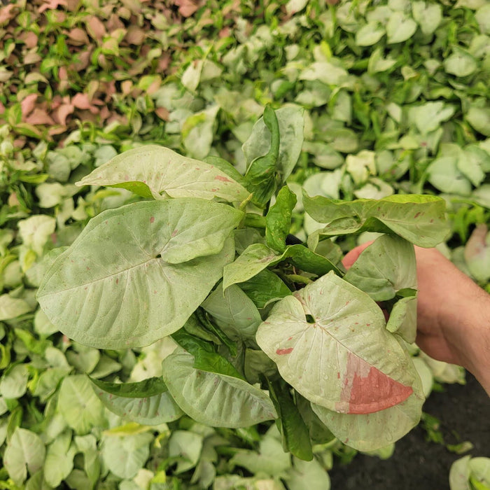 SYNGONIUM - CONFETTI