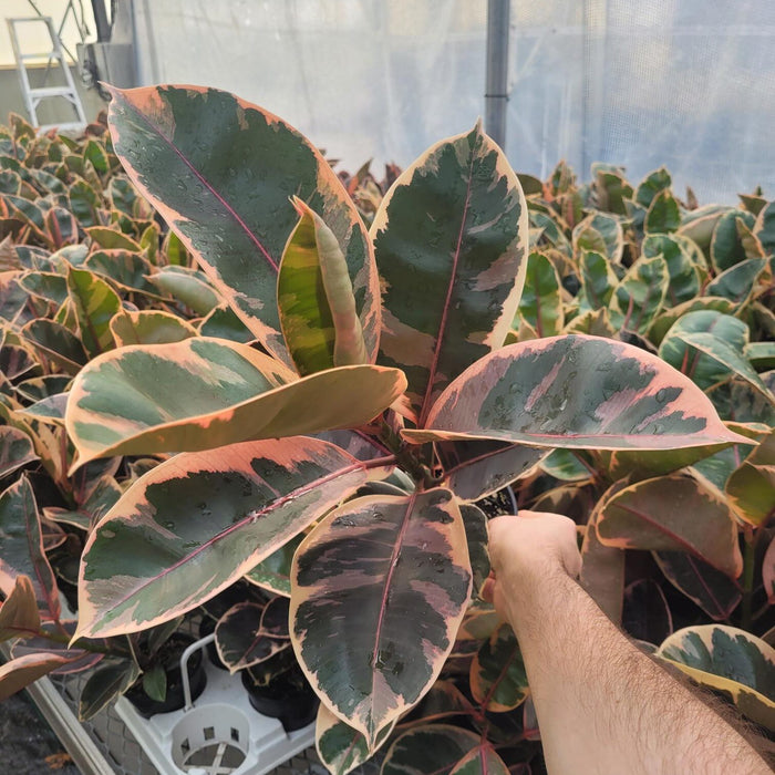 FICUS - RUBY
