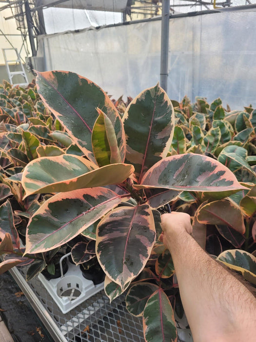 Ruby Ficus Node FICUS - RUBY – Centre Jardin Cloutier