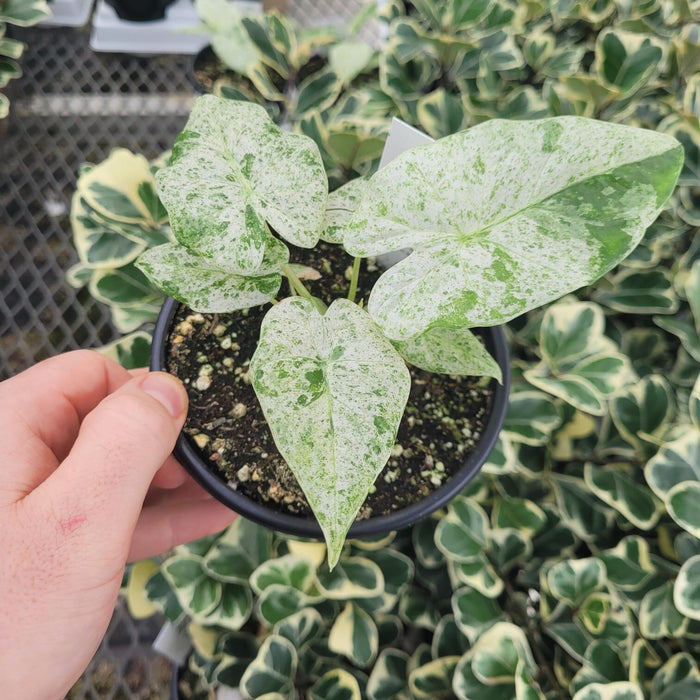 ALOCASIA - MACRORRHIZA SPLASH