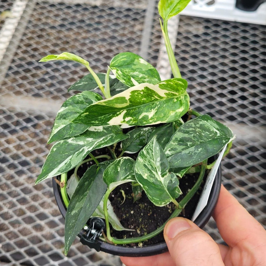 POTHOS - ALBO