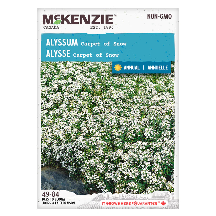 FLOWER SEEDS: ALYSSUM - CARPET OF SNOW