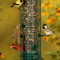 MANGEOIRE SQUIRREL BUSTER CLASSIC