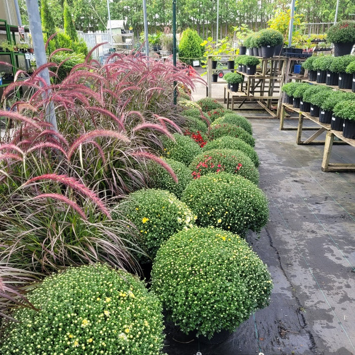 CHRYSANTHEME D'AUTOMNE