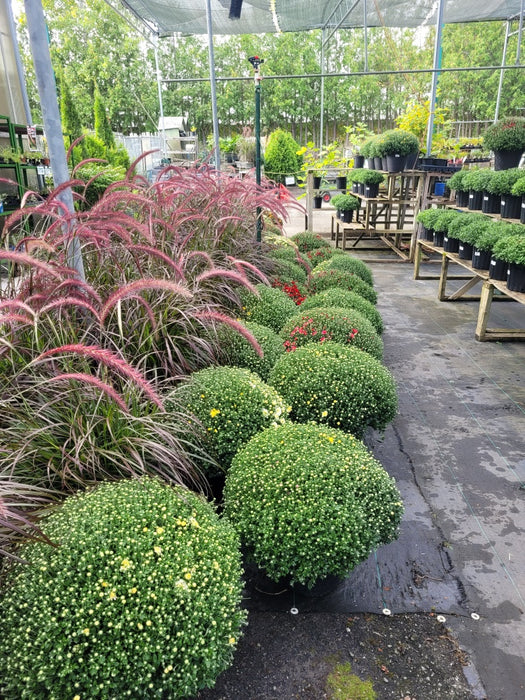 PENNISETUM 'RUBRUM'