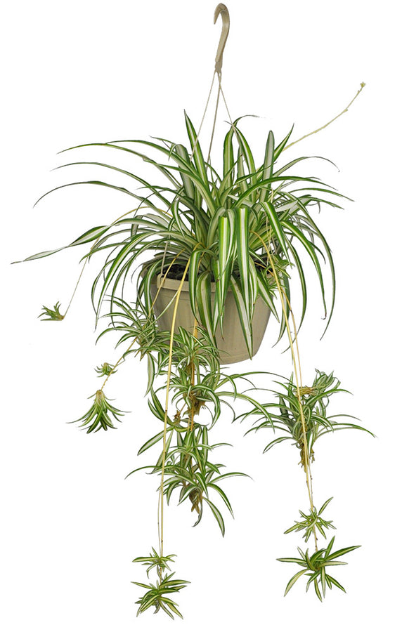 CHLOROPHYTUM