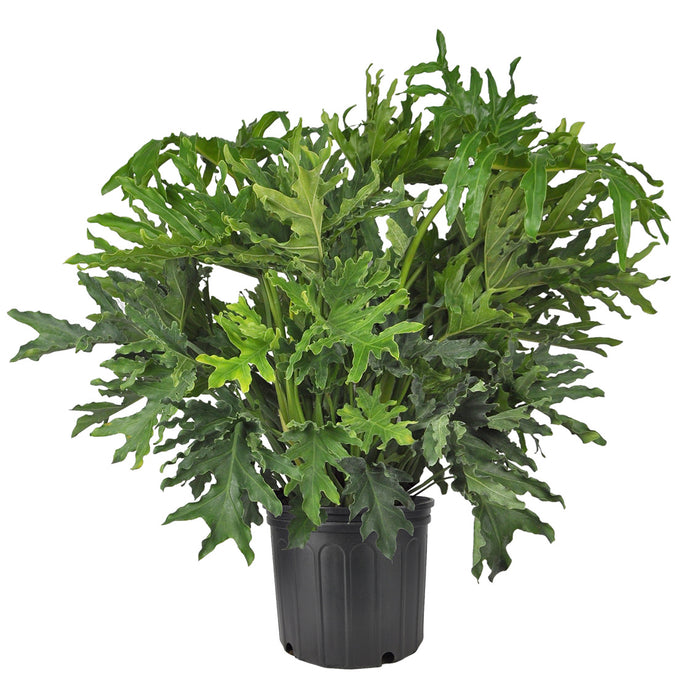 philodendron exposition PHILODENDRON SELLOUM HOPE – Centre Jardin Cloutier