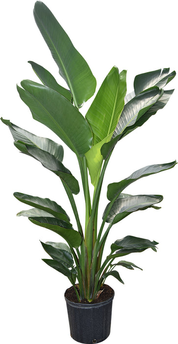 STRELITZIA NICOLAI - WHITE BIRD