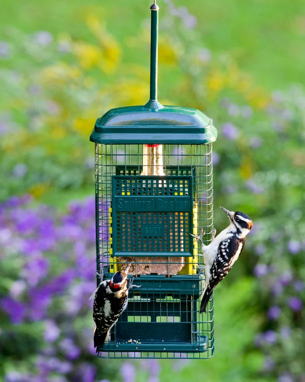 SQUIRREL BUSTER SUET