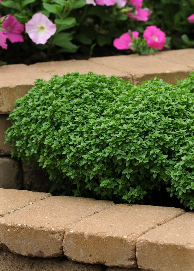 BASILIC - BOXWOOD