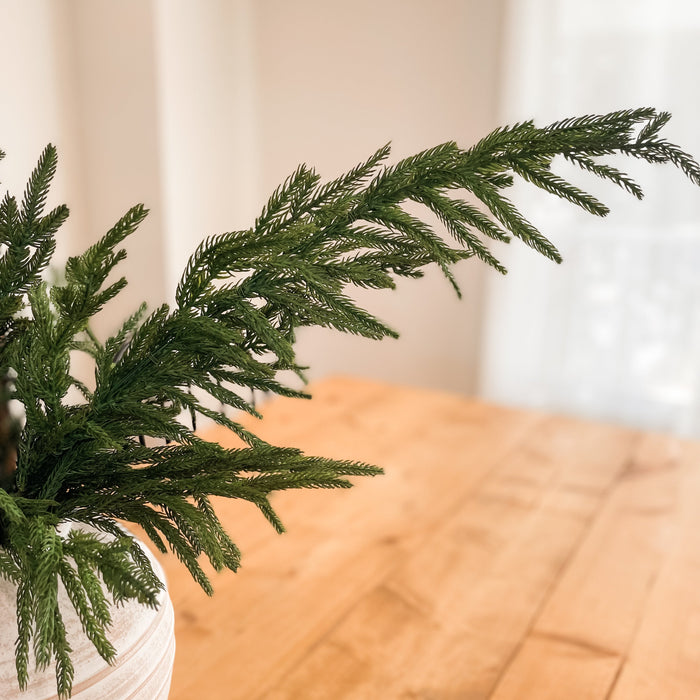 BRANCHES DE PIN NORFOLK