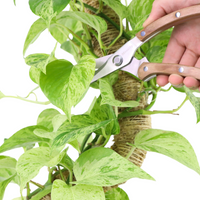 CISAILLES DE JARDIN FINES